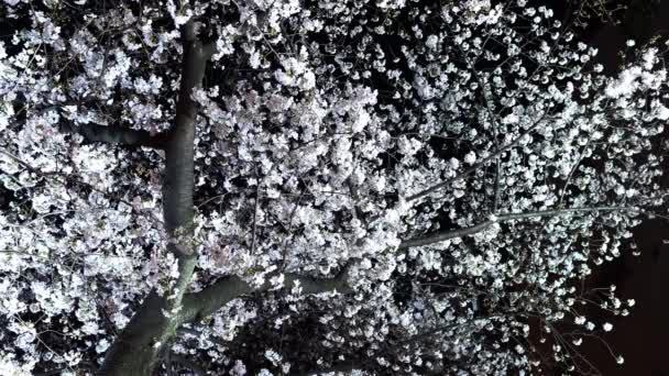 Bela Sakura Flor Cerejeira Flor Com Luz Noite — Vídeo de Stock