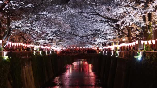 Bellissimo Sakura Fiore Ciliegio Con Luce Notte Nel Fiume Meguro — Video Stock