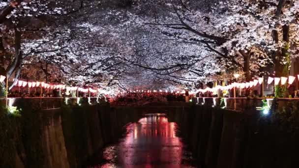 Beautiful Sakura Cherry Blossom Flower Light Night Meguro River Tokyo — Stock Video