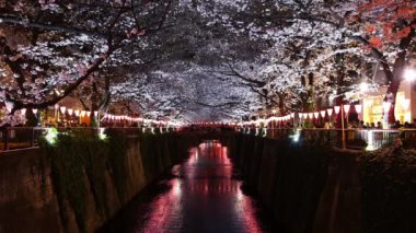 Güzel Sakura, Kiraz Çiçeği Meguro Nehri, Tokyo, Japonya 'da gece ışığında