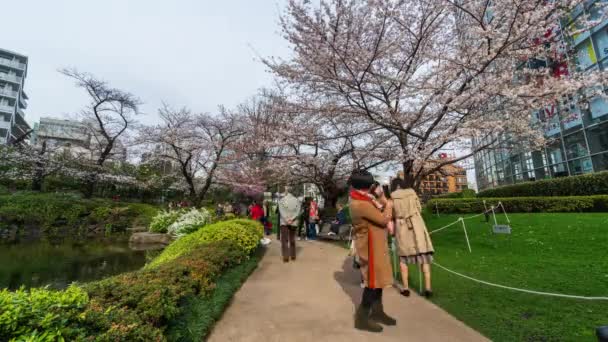 Tokyo Japan March 2019 Time Lapse Unidentified People Visit Cherry — Stock Video