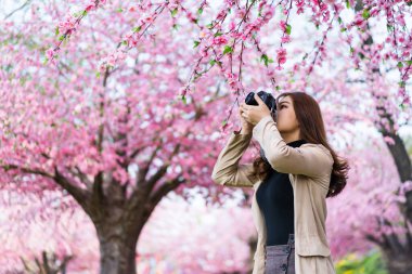 Genç kadın gezgin kiraz çiçeklerine bakıyor ya da sakura çiçeği açıyor ve parkta fotoğraf çekmek için kamerayı tutuyor.