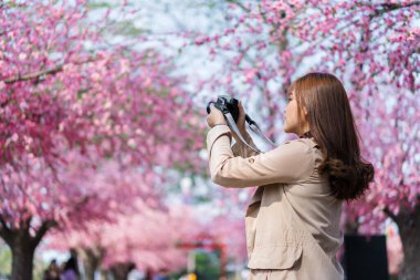 Genç kadın gezgin kiraz çiçeklerine bakıyor ya da sakura çiçeği açıyor ve parkta fotoğraf çekmek için kamerayı tutuyor.