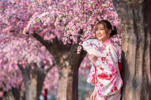 woman in yukata (kimono dress) holding folding fan and looking sakura flower or cherry blossom blooming in the garden
