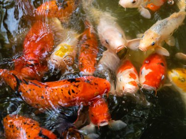 Koi balığı ya da sazan balığı gölette yüzüyor.