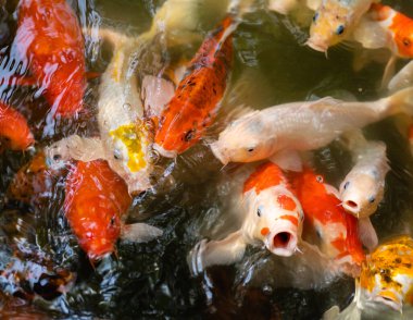 Koi balığı ya da sazan balığı gölette yüzüyor.