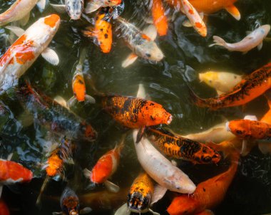 Koi balığı ya da sazan balığı gölette yüzüyor.