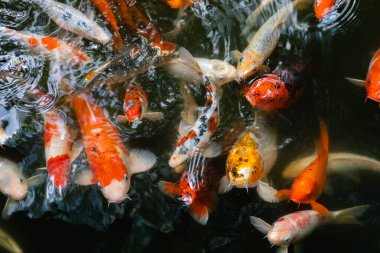 Koi balığı ya da sazan balığı gölette yüzüyor.