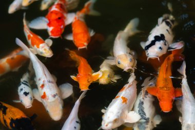 Koi balığı ya da sazan balığı gölette yüzüyor.