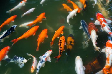 Koi balığı ya da sazan balığı gölette yüzüyor.