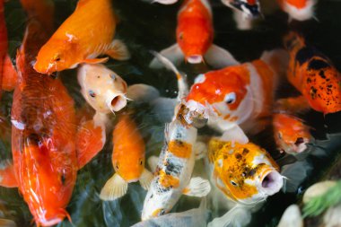 Koi balığı ya da sazan balığı gölette yüzüyor.