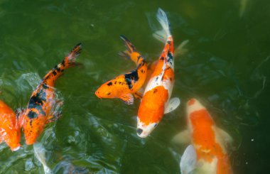 Koi balığı ya da sazan balığı gölette yüzüyor.