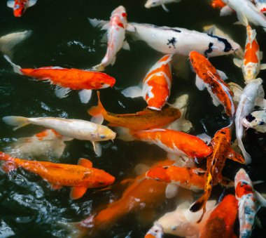 Koi balığı ya da sazan balığı gölette yüzüyor.