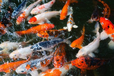 Koi balığı ya da sazan balığı gölette yüzüyor.