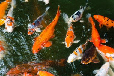 Koi balığı ya da sazan balığı gölette yüzüyor.