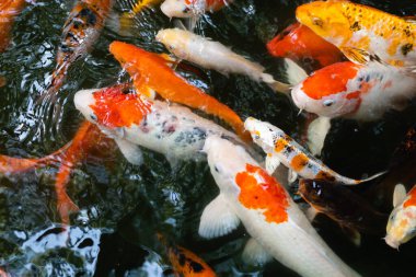 Koi balığı ya da sazan balığı gölette yüzüyor.