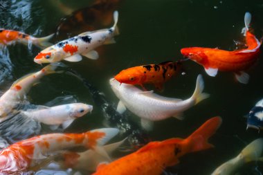 Koi balığı ya da sazan balığı gölette yüzüyor.