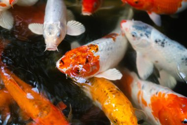 Koi balığı ya da sazan balığı gölette yüzüyor.