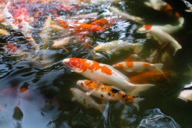 Koi balığı ya da sazan balığı gölette yüzüyor.