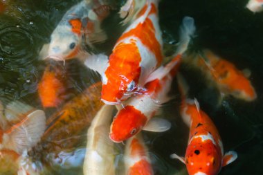 Koi balığı ya da sazan balığı gölette yüzüyor.