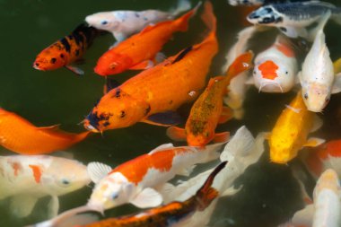 Koi balığı ya da sazan balığı gölette yüzüyor.