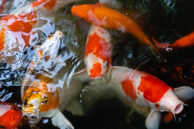 Koi balığı ya da sazan balığı gölette yüzüyor.