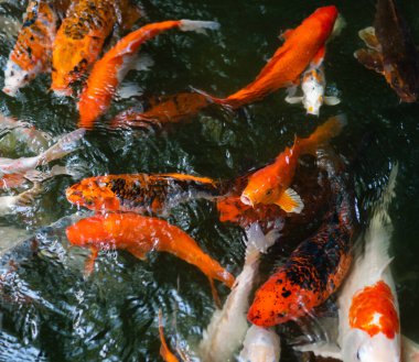 Koi balığı ya da sazan balığı gölette yüzüyor.