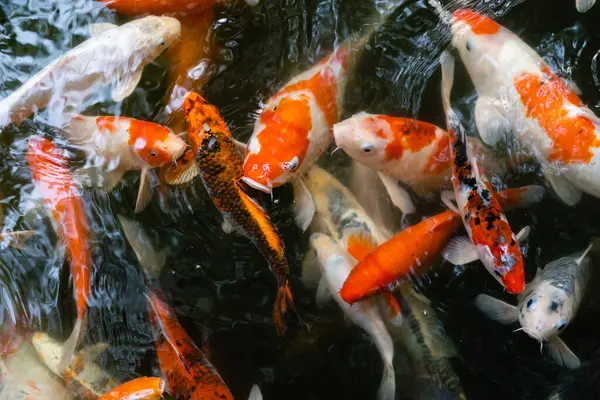 Koi balığı ya da sazan balığı gölette yüzüyor.