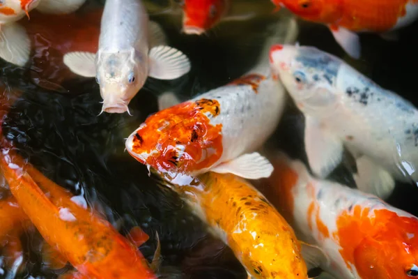 Koi balığı ya da sazan balığı gölette yüzüyor.