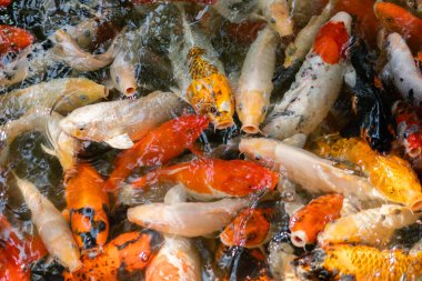 Koi balığı ya da sazan balığı gölette yüzüyor.