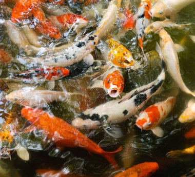 Koi balığı ya da sazan balığı gölette yüzüyor.