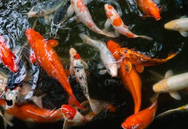 Koi balığı ya da sazan balığı gölette yüzüyor.