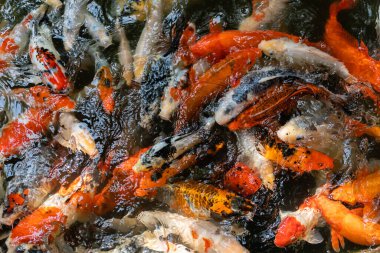 Koi balığı ya da sazan balığı gölette yüzüyor.