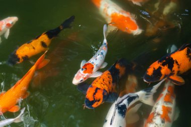 Koi balığı ya da sazan balığı gölette yüzüyor.