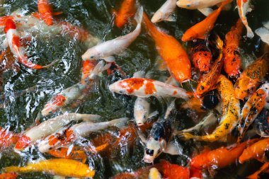 Koi balığı ya da sazan balığı gölette yüzüyor.