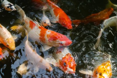 Koi balığı ya da sazan balığı gölette yüzüyor.