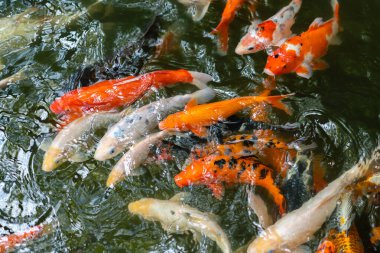 Koi balığı ya da sazan balığı gölette yüzüyor.