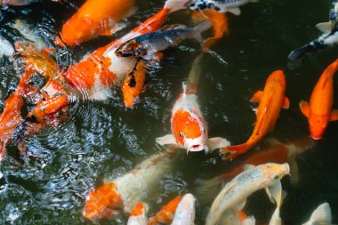 Koi balığı ya da sazan balığı gölette yüzüyor.