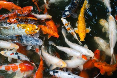 Koi balığı ya da sazan balığı gölette yüzüyor.