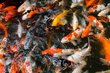 Koi balığı ya da sazan balığı gölette yüzüyor.