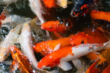 Koi balığı ya da sazan balığı gölette yüzüyor.