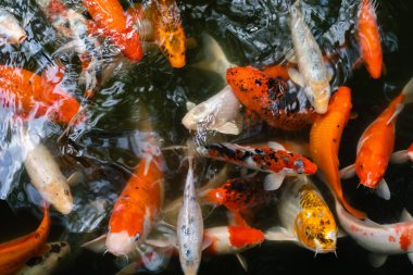 Koi balığı ya da sazan balığı gölette yüzüyor.