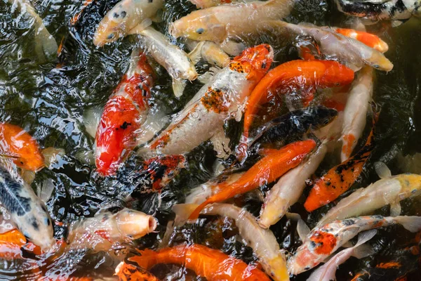 Koi fish or carp fish swimming  in the pond