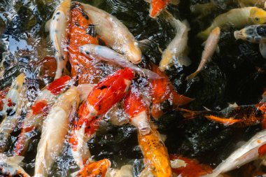 Koi balığı ya da sazan balığı gölette yüzüyor.