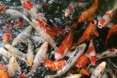 Koi balığı ya da sazan balığı gölette yüzüyor.