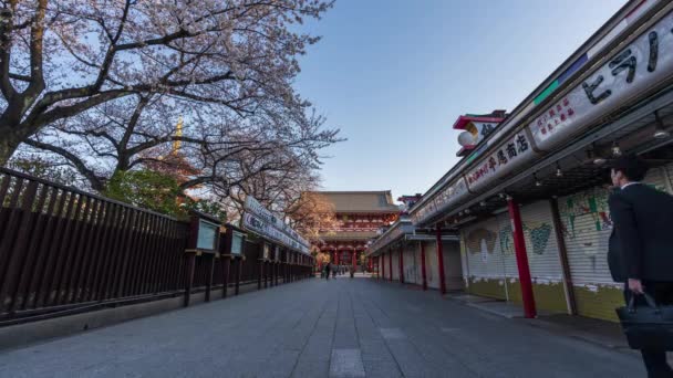 Tokyo Japão Março 2019 Lapso Tempo Das Flores Cereja Primavera — Vídeo de Stock