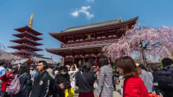 Tokyo Japan March 2019 Time Lapse Unidentified People Visit Sensoji — Stock Video