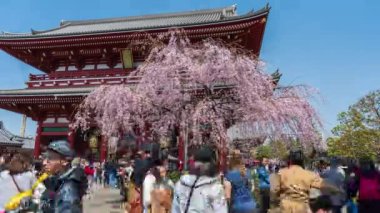 TOKYO, JAPONYA - 27 Mart 2019: Sensoji Tapınağı Hozomon Kapısı 'nda kimliksiz turist Tokyo, Japonya ile bahar kiraz çiçeklerinin zaman aşımı