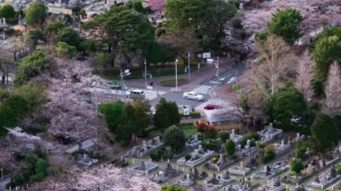 Tokyo, Japonya 'daki Aoyama mezarlığında kiraz çiçeğinin zaman aşımı