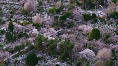 Tokyo, Japonya 'daki Aoyama mezarlığında kiraz çiçeğinin zaman aşımı